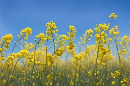 clear blue sky for top half, across Middle is canola flowers with canola stems branches and leaves below, rapeseed sharp focus, realistic