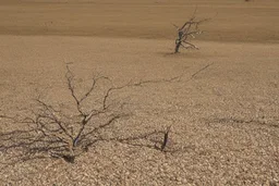 Terreno arido, arbol seco