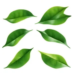 unconnected leaves with jagged edges on a white background