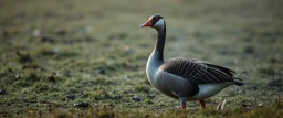arsonist goose blob in the wild