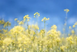 bottom is detailed canola blooming with green stems, top is sky, photography,