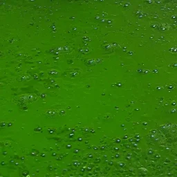 photorealistic duckweed from beneath