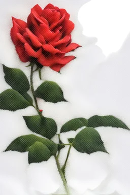 roses in clear vase, photograph