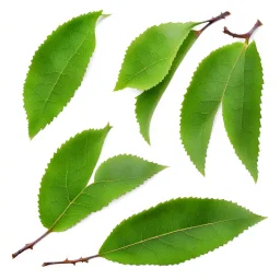 unconnected cherry-plum leaves on a white background