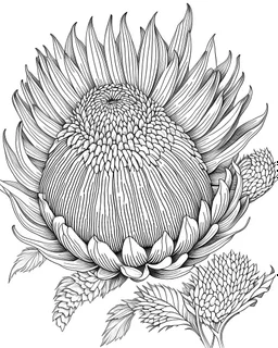 real massive Protea flower coloring page