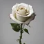 Placeholder: A white rose bleeding from its stem