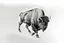 Placeholder: Bison walking towards viewer's right, on white background, fades out on the left