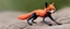 Placeholder: spider fox