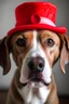 Placeholder: dog with red hat in mouth