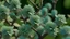 Placeholder: Contemplative and realist photo of a 3d geometric Black alder flowers in a garden. Colors are light blue, light brown and light green.