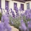 Placeholder: Concept of a lavender flower in a tourist hotel