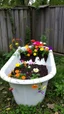 Placeholder: A Bathtub Al of it filled with dirt to the top, and in growing a colorful flowers , some of them are tingling down on the sides in an abandoned backyard