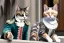 Placeholder: Mature cats dressed like "Wolfgang Amadeus Mozart", paws, playing music, street, Vienna, friendly, sunny day, model style, hyper realistic, extremely accurate, delicate, extremely detailed, Graphic novel style, wide-angle, open aperture, superfine pencil