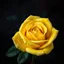 Placeholder: Create yellow rose and dark multicoloured background