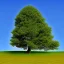 Placeholder: landscape tree