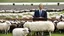 Placeholder: barack obama at podium speaking to large field of sheep