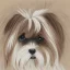 Placeholder: shih tzu dog brown and white