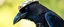 Placeholder: crow dad, faceted portrait, wearing mirror hat, climbing lader