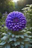 Placeholder: giant magic dahlia, dahila 300m_size, magic flolwer above forest, blue dahlia, dahila higher than forest magic flolwe higher than forest