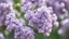 Placeholder: blooming lilac, close-up with detail, blurred background, blue sky