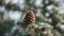 Placeholder: new fir tree top with pine cone, close-up, blurred background