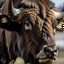 Placeholder: American Bison head at an angle,