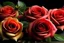 Placeholder: image of Roses ,