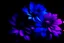 Placeholder: Florescente and vibrant three sheets, Dark background, violet blue and magenta, real texture