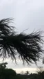 Placeholder: Windblown tree branches