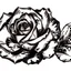 Placeholder: A rose, black & white line art