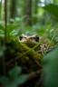 Placeholder: Blue Toad eyes peeking trough a forest