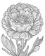 Placeholder: real massive Ranunculus flower coloring page