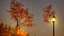 Placeholder: fall tree wonder Street light by Andrea del sarto