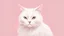 Placeholder: a Korean- style illustration of a white cat in front of a solid pastel pink background, flat, aesthetic, lots of white space