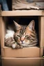 Placeholder: A cat sleeping peacefully in an old cardboard box