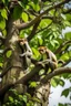 Placeholder: A mad monkeys climbing a tree for lunch