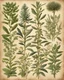 Placeholder: ancient plants and herbs