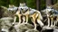 Placeholder: wolves on a large rock in the forest