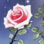 Placeholder: beautiful rose in the moonlight