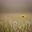 Placeholder: single long stem wild flower in a field, soft focus, award winning landscape photography, nature photography, r/mostbeautiful