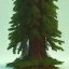 Placeholder: douglas fir tree