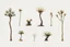 Placeholder: "Isolated concept art of multiple types of alien tree plant on a plain neutral background. Designed for Desert biome – dry, spiky, brittle grass with sharp edges, thorn-like blades, and pale dusty colors
