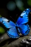 Placeholder: Blue butterfly