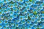 Placeholder: top view pattern of forget-me-not flowers