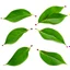 Placeholder: unconnected plum-cherry leaves on white background, stock image