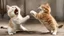 Placeholder: funny fighting cats