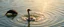 Placeholder: Orb Your inner focus, your stillness Dolphins Freedom of movement when the mind becomes one with energy Ostriches Grounded wisdom, quiet readiness, hidden speed Ocean of Stars