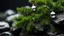 Placeholder: Close up of a spruce tree branch with christmas ornaments on a wet rock,,moss,high details,dark place