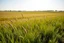 Placeholder: a short wild grass clearing next to an ideal farm field, sunny day, product photo setting, mid-level horizon