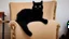 Placeholder: A black cat sitting on a chair in a room.